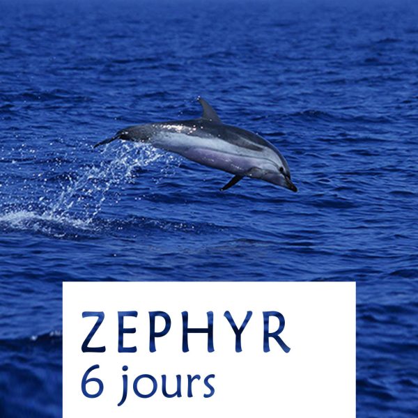 Stages 6 jours Zephyr dauphins et baleines en méditerrannée