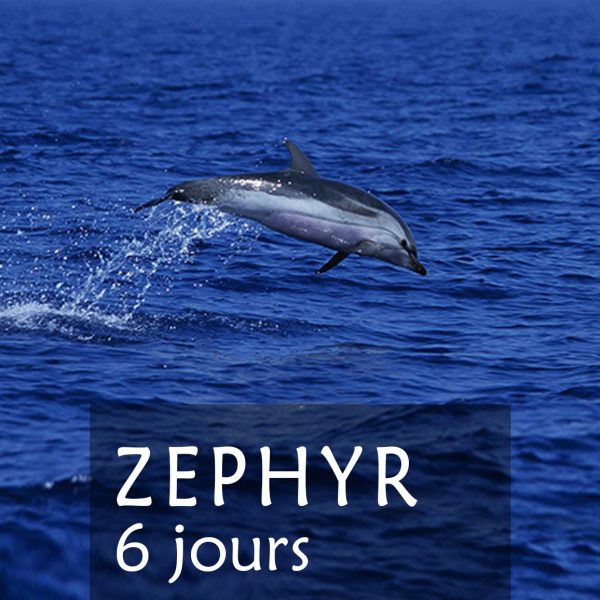 Stages 6 jours Zephyr dauphins et baleines en méditerrannée