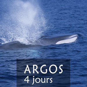 Stage de 4 jours baleines mediterrannee
