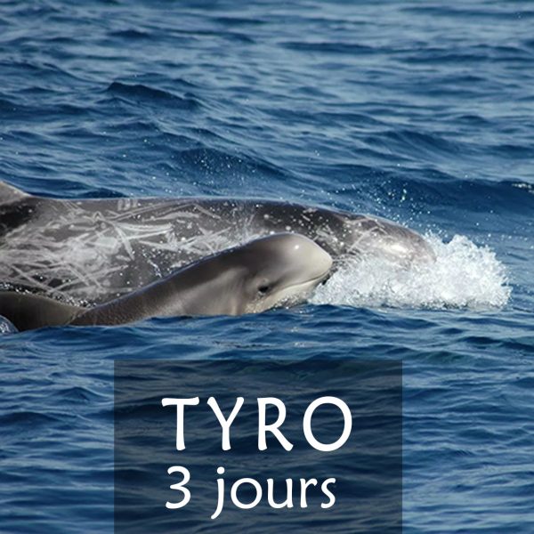 stage de 3 jours dauphins mediterrannee