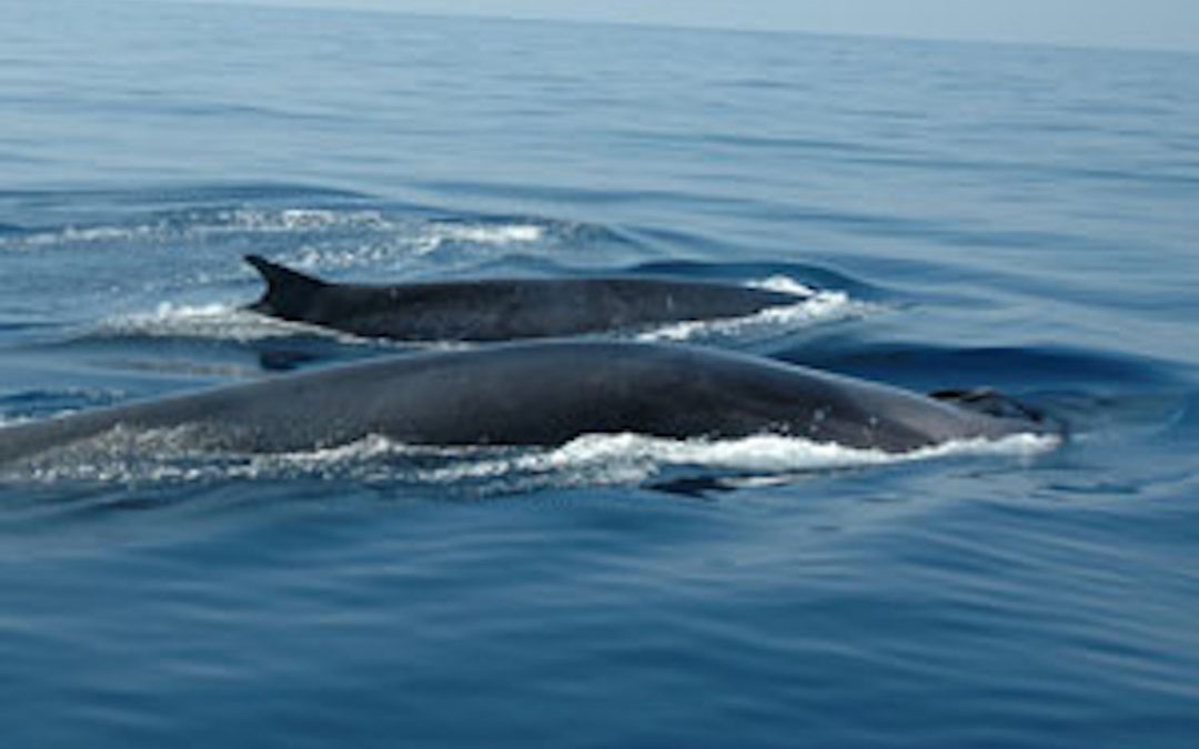 Une baleine et son balaineau rorqual commun