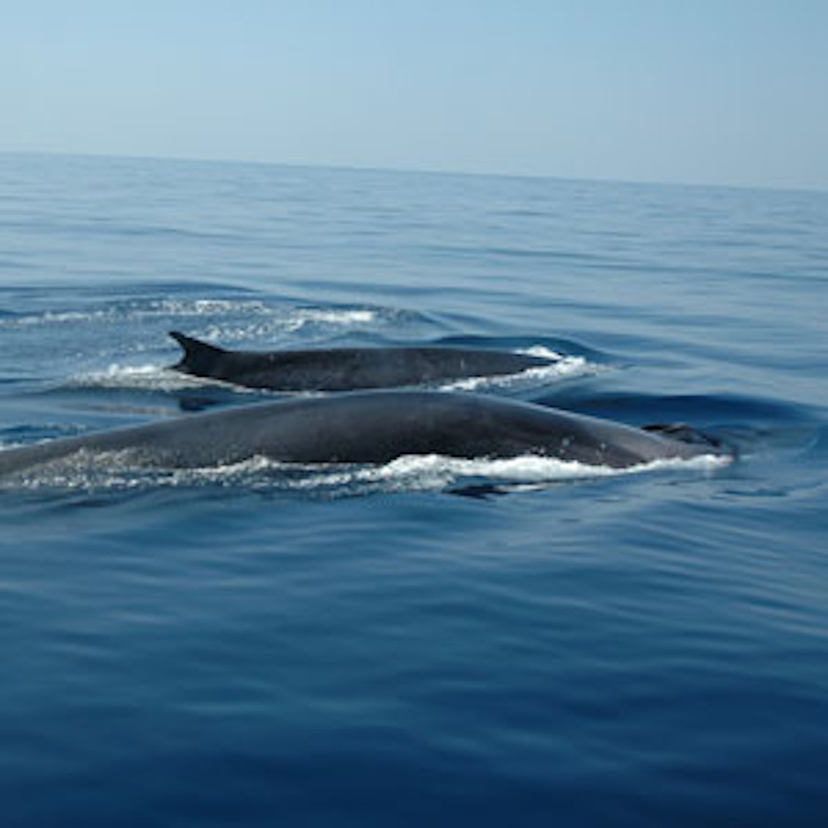 Une baleine et son balaineau rorqual commun